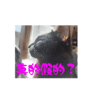 しらすさんの保護猫たち（台湾）（個別スタンプ：3）