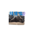 しらすさんの保護猫たち（台湾）（個別スタンプ：4）