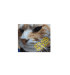 しらすさんの保護猫たち（台湾）（個別スタンプ：5）