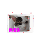 しらすさんの保護猫たち（台湾）（個別スタンプ：7）