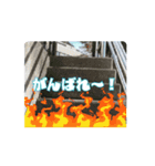 ダム動画スタンプ（個別スタンプ：10）