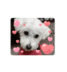 ᐡ- ·̫ •ᐡฅ♡♥（個別スタンプ：5）