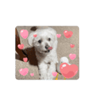 ᐡ- ·̫ •ᐡฅ♡♥（個別スタンプ：7）