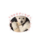 ᐡ- ·̫ •ᐡฅ♡♥（個別スタンプ：12）