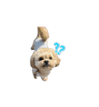 ᐡ- ·̫ •ᐡฅ♡♥（個別スタンプ：15）