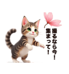 お花見専用 実用的キジ白猫ちゃん（個別スタンプ：9）