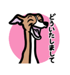 【レッド】1年中使えるイタグレのスタンプ（個別スタンプ：6）