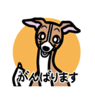 【レッド】1年中使えるイタグレのスタンプ（個別スタンプ：11）