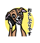 【レッド】1年中使えるイタグレのスタンプ（個別スタンプ：17）