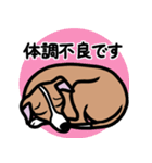 【レッド】1年中使えるイタグレのスタンプ（個別スタンプ：20）