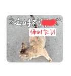 ほのぼののひ（個別スタンプ：6）