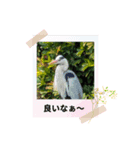 ハナ作成5（個別スタンプ：1）
