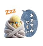 セキセイインコの日常挨拶（個別スタンプ：9）