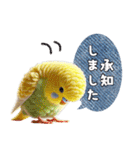 セキセイインコの日常挨拶（個別スタンプ：25）