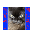 黒猫 ルナ院長165にゃんめ（個別スタンプ：1）