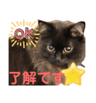 黒猫 ルナ院長165にゃんめ（個別スタンプ：2）