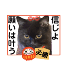 黒猫 ルナ院長165にゃんめ（個別スタンプ：4）