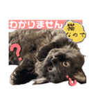 黒猫 ルナ院長165にゃんめ（個別スタンプ：7）