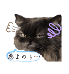 黒猫 ルナ院長165にゃんめ（個別スタンプ：8）