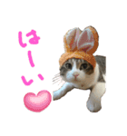 にゃんさん達（個別スタンプ：1）