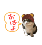 にゃんさん達（個別スタンプ：3）