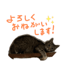 にゃんさん達（個別スタンプ：4）
