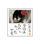 にゃんさん達（個別スタンプ：5）