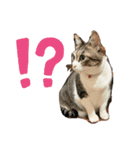 にゃんさん達（個別スタンプ：6）