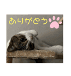 にゃんさん達（個別スタンプ：7）