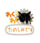 にゃんさん達（個別スタンプ：11）