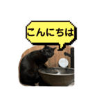 にゃんさん達（個別スタンプ：14）