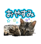 にゃんさん達（個別スタンプ：15）