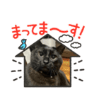 にゃんさん達（個別スタンプ：16）