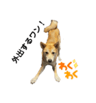 我が愛する愛犬（個別スタンプ：1）