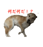 我が愛する愛犬（個別スタンプ：2）