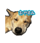 我が愛する愛犬（個別スタンプ：3）
