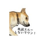 我が愛する愛犬（個別スタンプ：4）