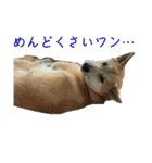 我が愛する愛犬（個別スタンプ：5）
