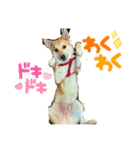 我が愛する愛犬（個別スタンプ：6）