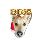 我が愛する愛犬（個別スタンプ：7）