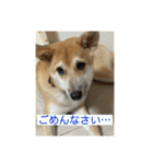 我が愛する愛犬（個別スタンプ：8）