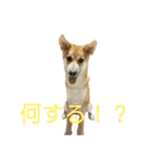 我が愛する愛犬（個別スタンプ：9）