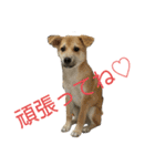 我が愛する愛犬（個別スタンプ：10）