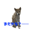我が愛する愛犬（個別スタンプ：11）