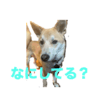 我が愛する愛犬（個別スタンプ：12）