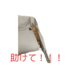 我が愛する愛犬（個別スタンプ：13）