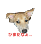我が愛する愛犬（個別スタンプ：14）