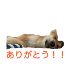 我が愛する愛犬（個別スタンプ：15）