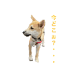 我が愛する愛犬（個別スタンプ：16）
