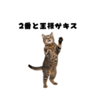 飲み会を爆上げする猫（個別スタンプ：7）